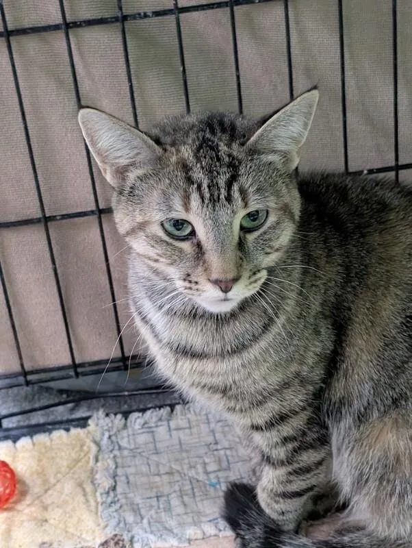 A young medium-sized female Tabby (Gray / Blue / Silver) Domestic Short Hair cat named Tilly for adoption in Adrian, MI