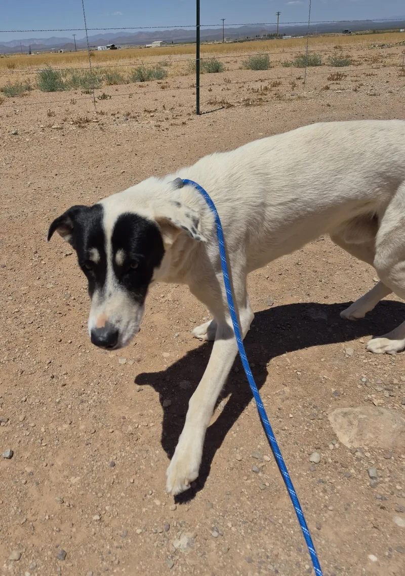An adult large-sized male White / Cream Shepherd dog named Sheriff for adoption in Sierra Vista, AZ