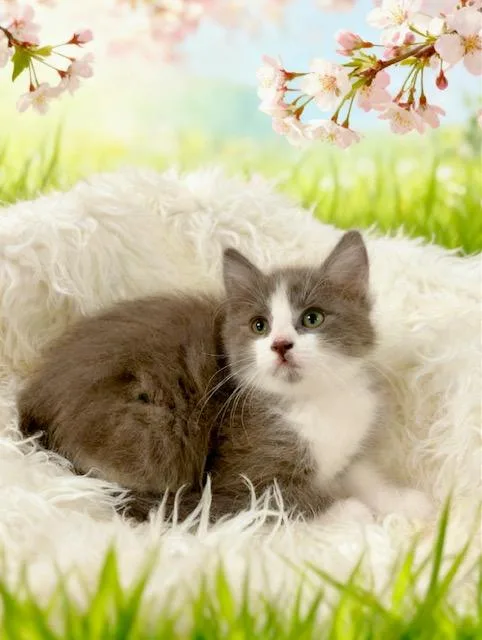 A baby small-sized female Domestic Medium Hair cat named Beth for adoption in Tehachapi, CA