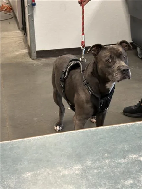 An adult medium-sized male Staffordshire Bull Terrier dog named Grey for adoption in Chatsworth, CA