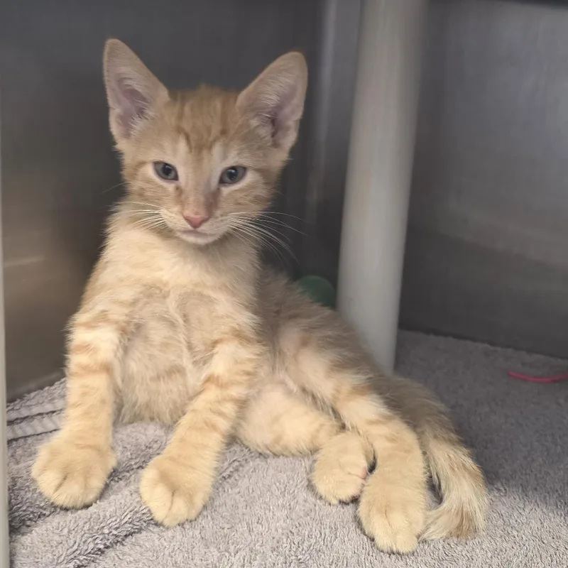 A baby small-sized male Orange / Red Domestic Short Hair cat named Frito for adoption in Fort Wayne, IN