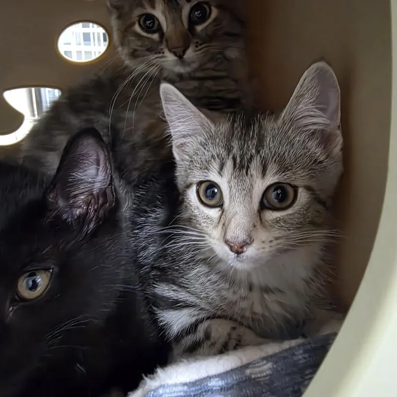 A baby small-sized female Brown / Chocolate Domestic Short Hair cat named Picnic for adoption in Oshkosh, WI
