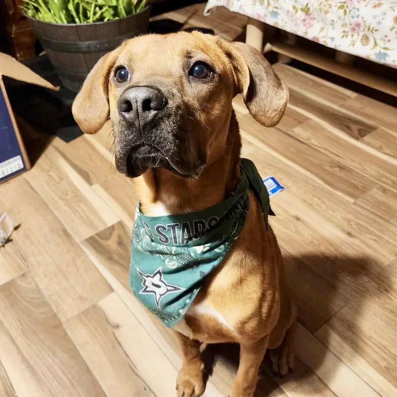 An adult medium-sized male Brown / Chocolate Rhodesian Ridgeback dog named Bucee Boo for adoption in Houston, TX