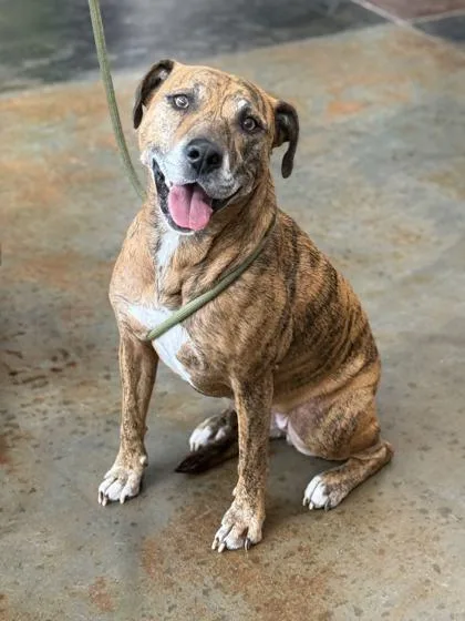 A senior medium-sized female Terrier dog named Beatrix for adoption in Memphis, TN