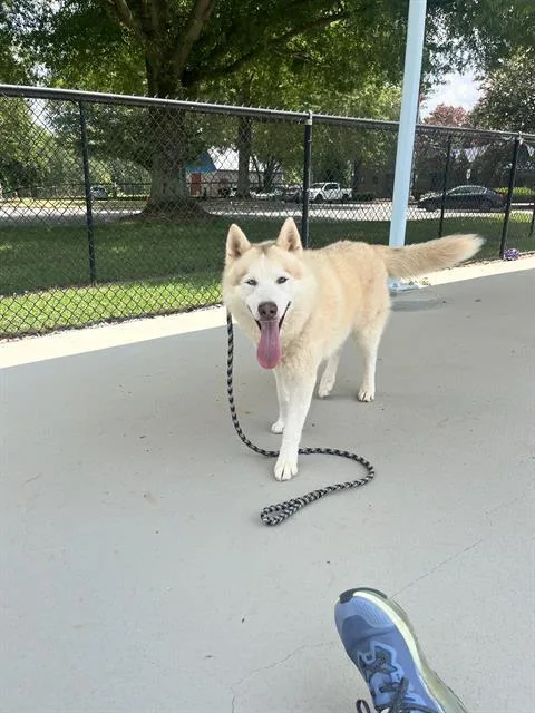 Koda