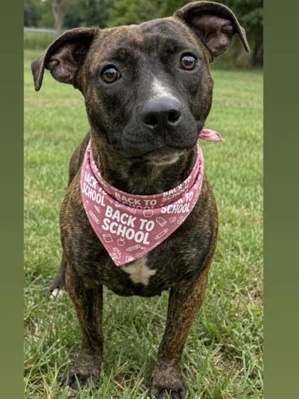 An adult medium-sized female Terrier dog named Riley for adoption in Gulfport, MS