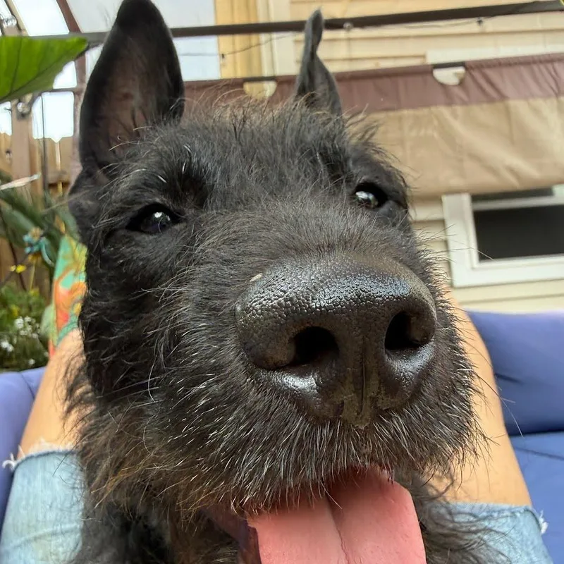 A young medium-sized male Mixed Breed dog named Baby for adoption in Fenton, MI