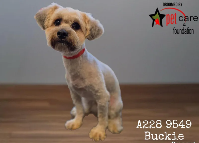 A young medium-sized male Mixed Breed dog named Buckie for adoption in Los Angeles, CA