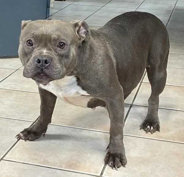 An adult medium-sized female Pit Bull Terrier dog named Fiona for adoption in Williamstown, KY