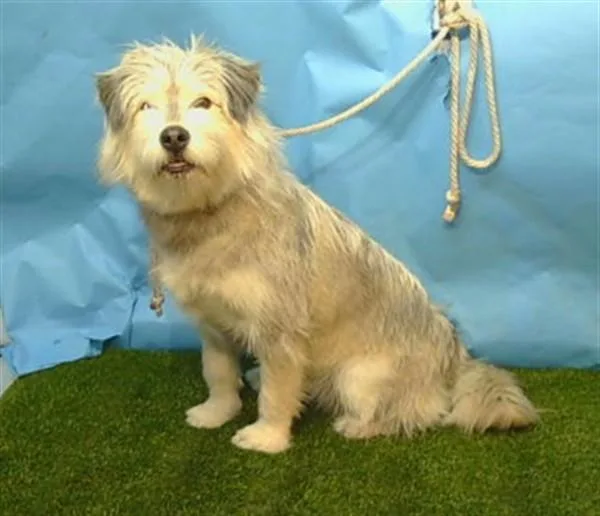 A young large-sized female Terrier dog named Nala for adoption in Gardena, CA