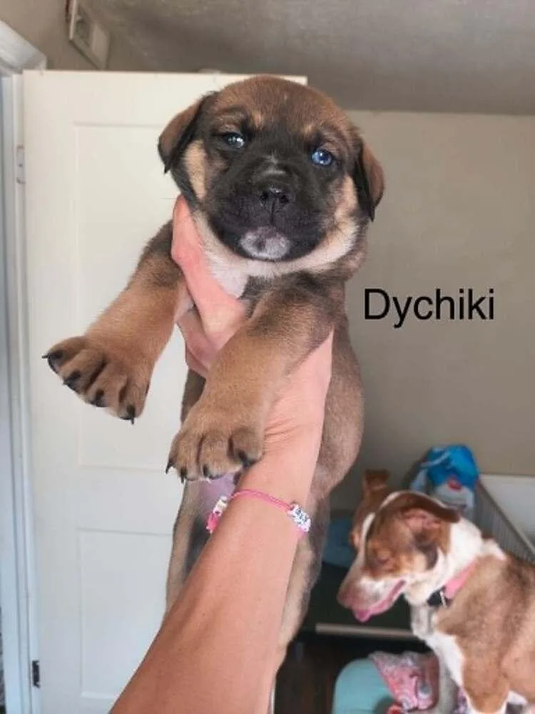 A baby small-sized male Pit Bull Terrier dog named Twix "dychiki" for adoption in Indianapolis, IN