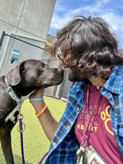 A young large-sized male Mixed Breed dog named Soot for adoption in Wichita, KS