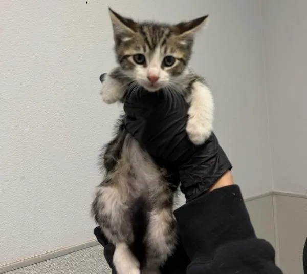 A baby small-sized male Domestic Short Hair cat named Pat for adoption in Oceanside, CA