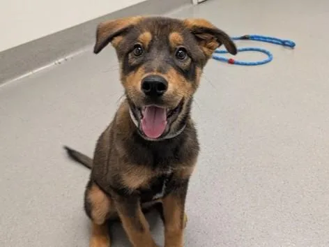A baby small-sized male German Shepherd Dog dog named Shrimp for adoption in Palo Alto, CA