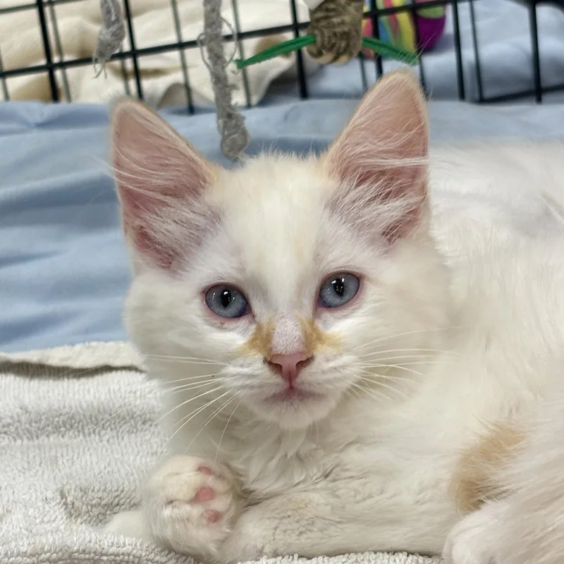 A baby medium-sized female Domestic Medium Hair cat named Marie for adoption in Sonora, CA