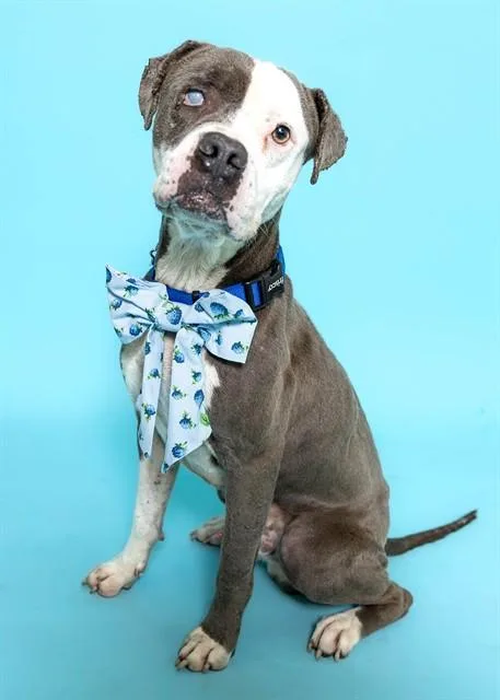 An adult medium-sized male American Staffordshire Terrier dog named Fat Boy for adoption in Fort Lauderdale, FL