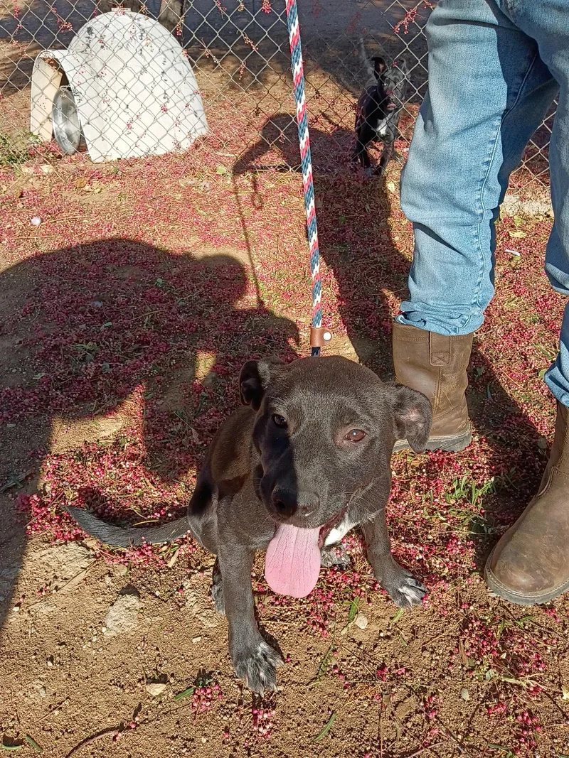 A young medium-sized female Labrador Retriever dog named Love for adoption in San Diego, CA