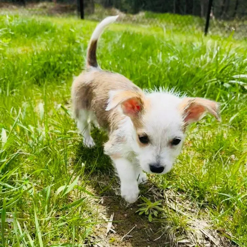 A baby small-sized female Chihuahua dog named Riley for adoption in Bristol, WI