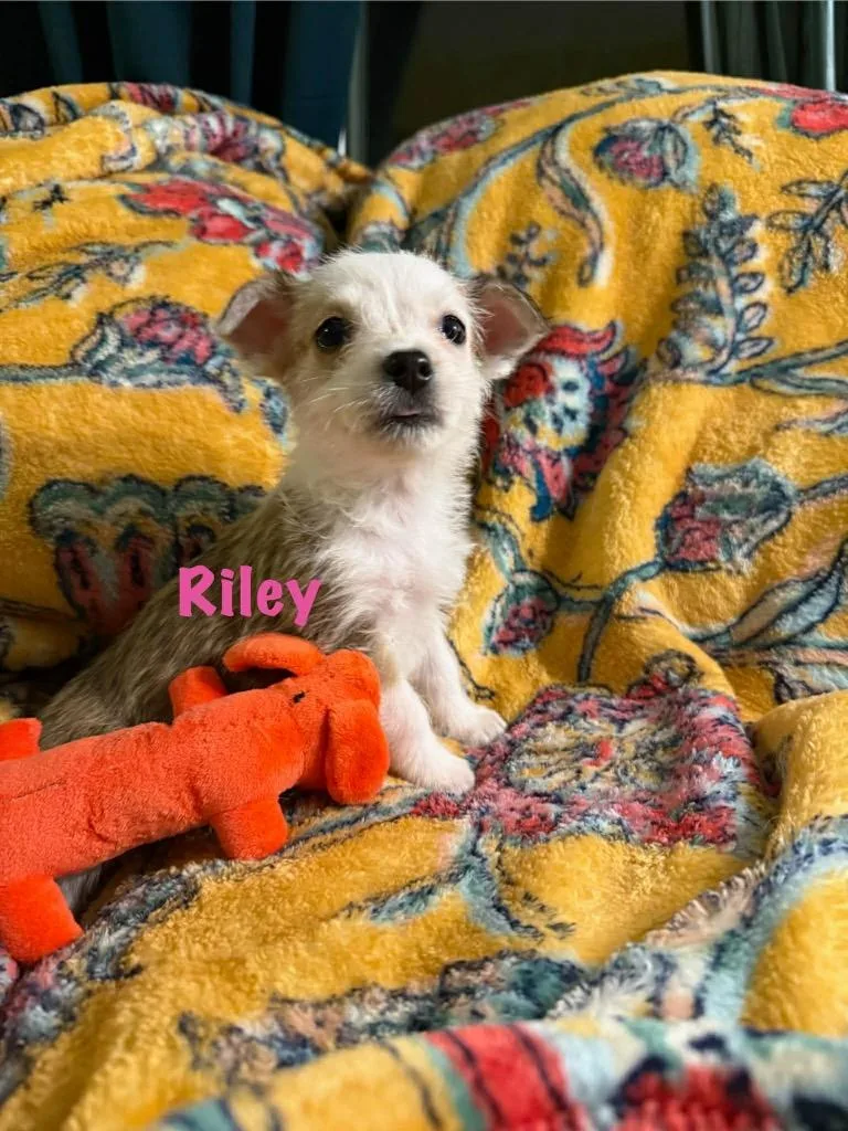 Riley thumbnail 2