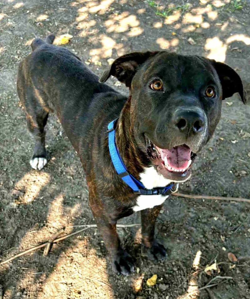 A young medium-sized male Brindle American Bully dog named Terry for adoption in Dickinson, TX