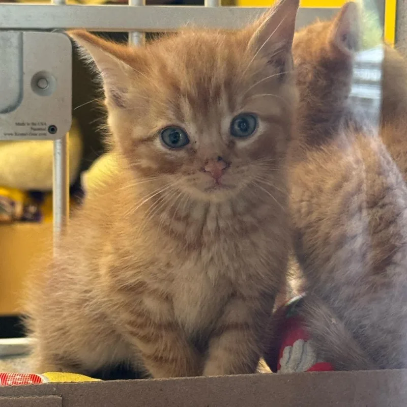 A baby small-sized male Orange / Red Domestic Short Hair cat named Morning for adoption in Red House, WV