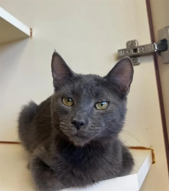 A young small-sized male Domestic Short Hair cat named Blueberry for adoption in Blythe, CA