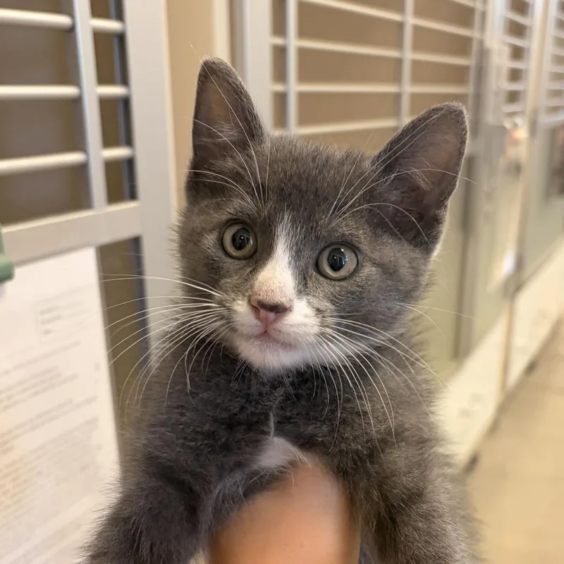 A baby small-sized male Domestic Short Hair cat named Breifcase for adoption in Rifle, CO