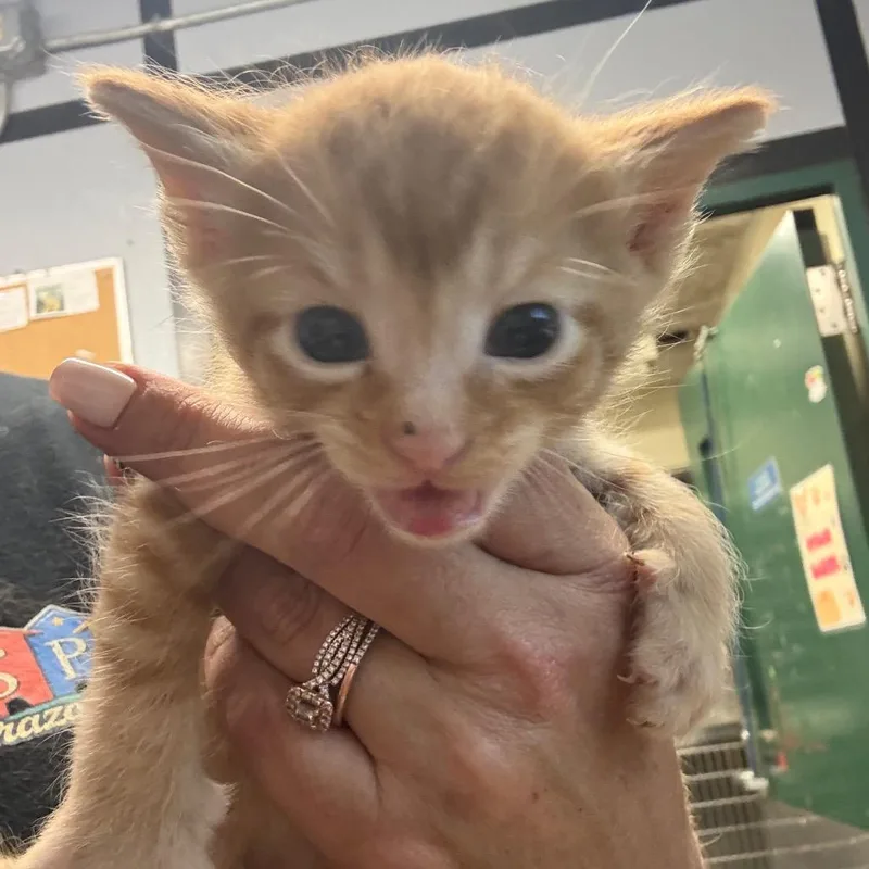 A baby small-sized male Orange / Red Domestic Short Hair cat named Lonnie for adoption in Lake Jackson, TX