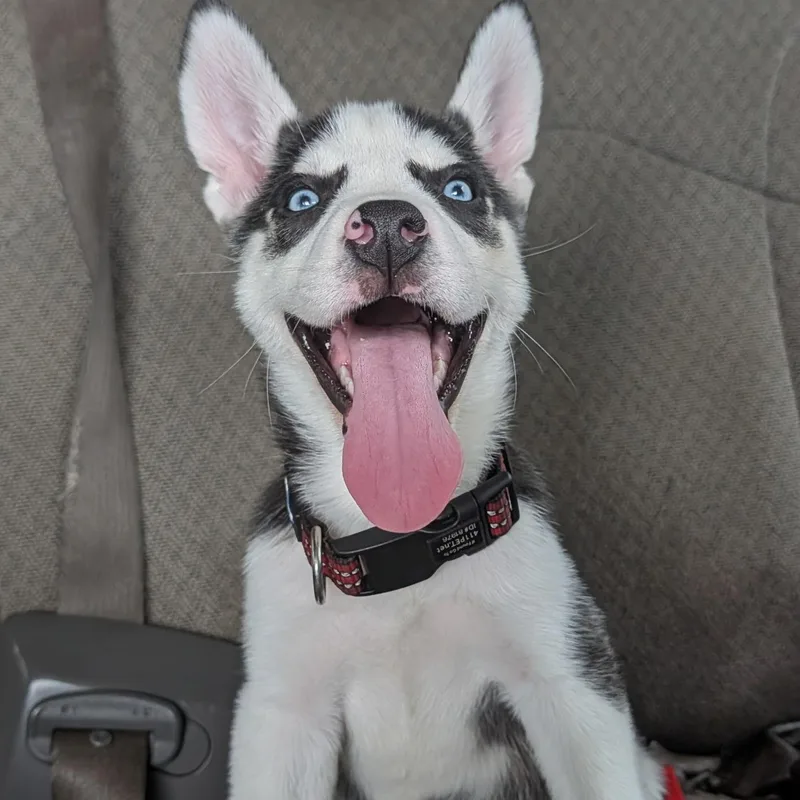 A baby medium-sized male Black Siberian Husky dog named Bandit for adoption in Melbourne, KY