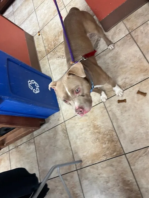 An adult large-sized male Yellow / Tan / Blond / Fawn Mixed Breed dog named Soymilk for adoption in Cincinnati, OH