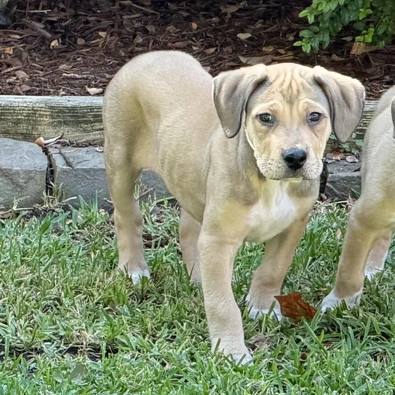 A baby medium-sized male Retriever dog named Nate for adoption in Flower Mound, TX