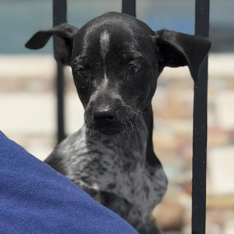 A baby small-sized female Black Dachshund dog named Magnolia for adoption in New Orleans, LA
