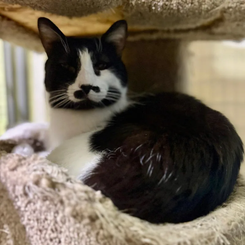 A senior small-sized male Domestic Short Hair cat named Ranger for adoption in Monticello, IL