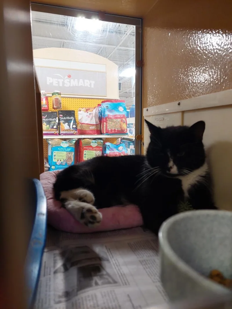 An adult medium-sized female Black & White / Tuxedo Domestic Short Hair cat named Peru for adoption in Turnersville, NJ