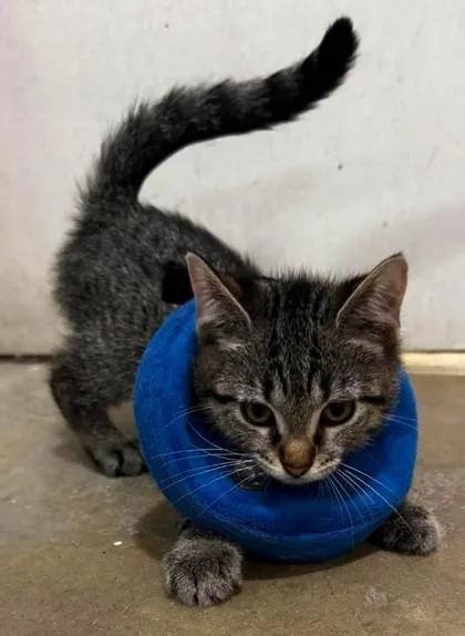 A baby small-sized female Brown / Chocolate Domestic Short Hair cat named Vanelope for adoption in Annapolis, MD