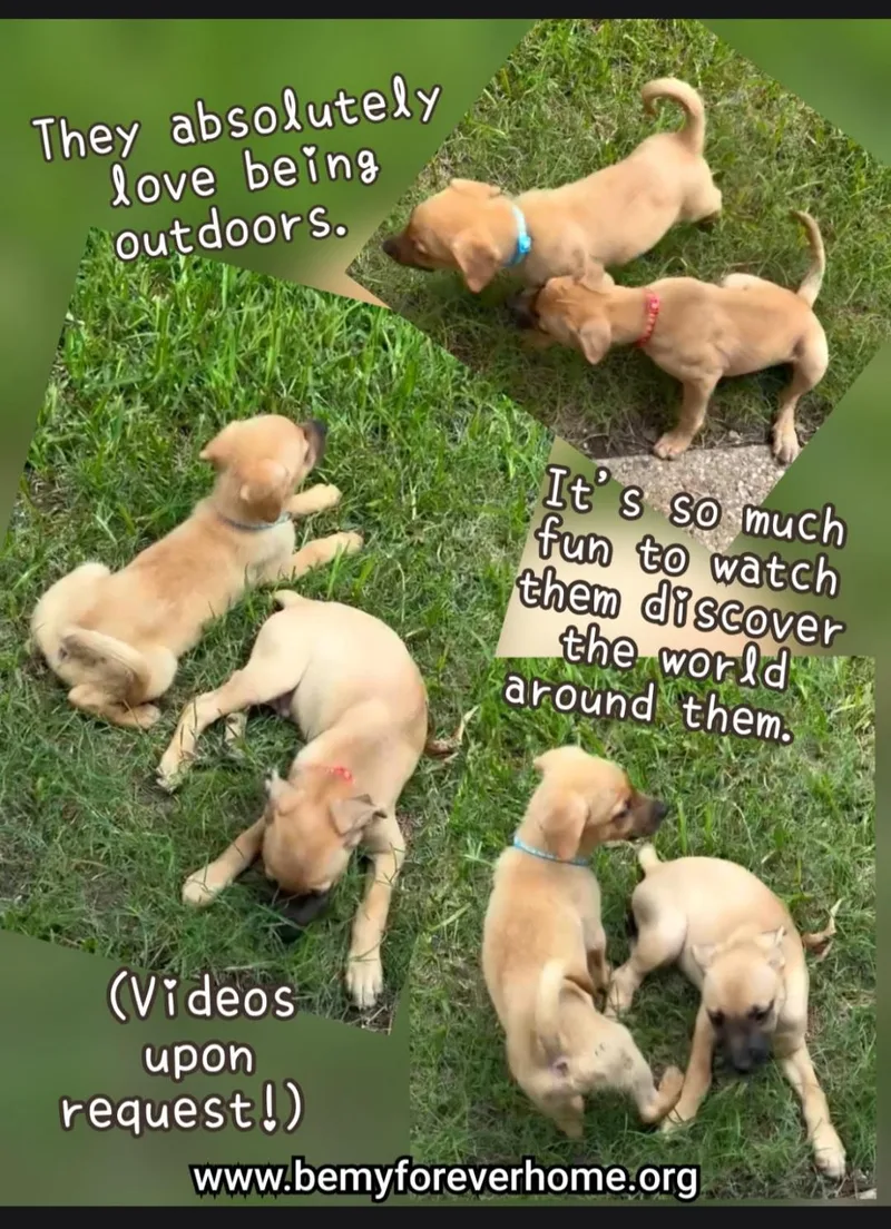 A baby medium-sized male Black Mouth Cur dog named Luca for adoption in Plano, TX