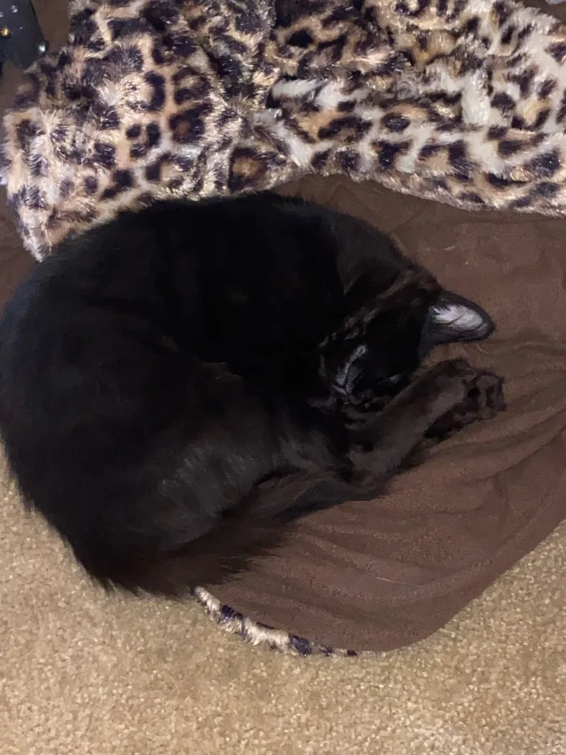 Brownie And Rochelle Indoor