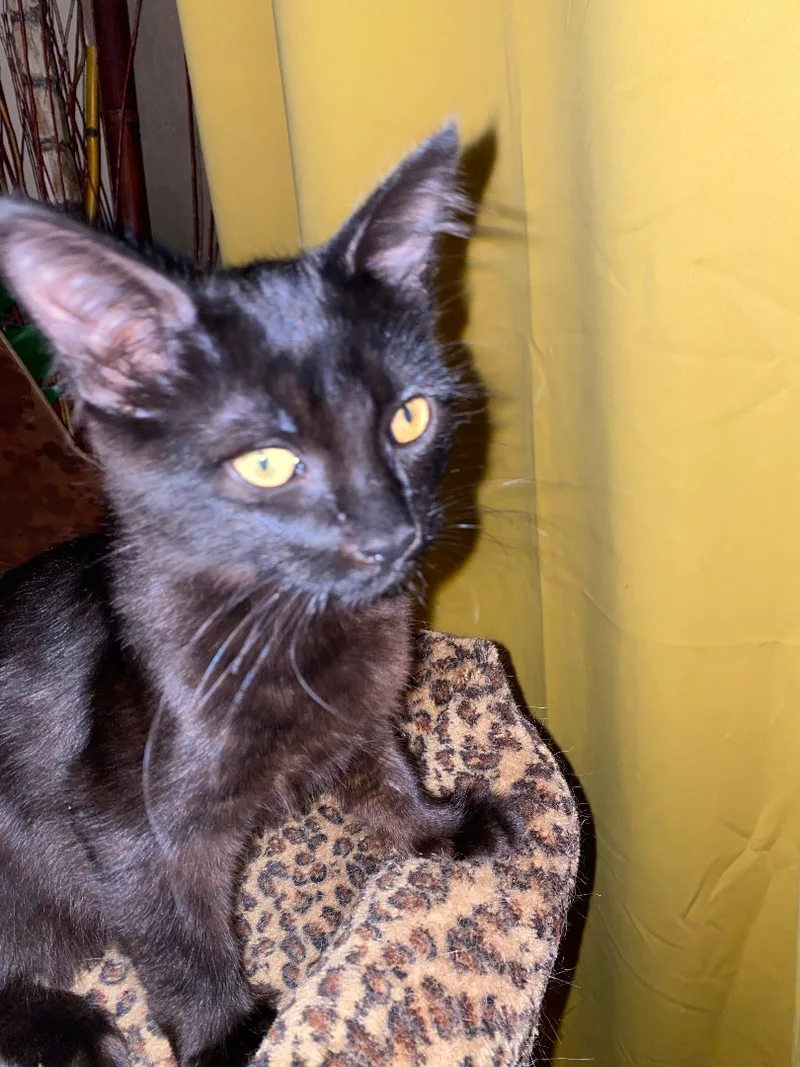 Brownie And Rochelle Indoor thumbnail 2