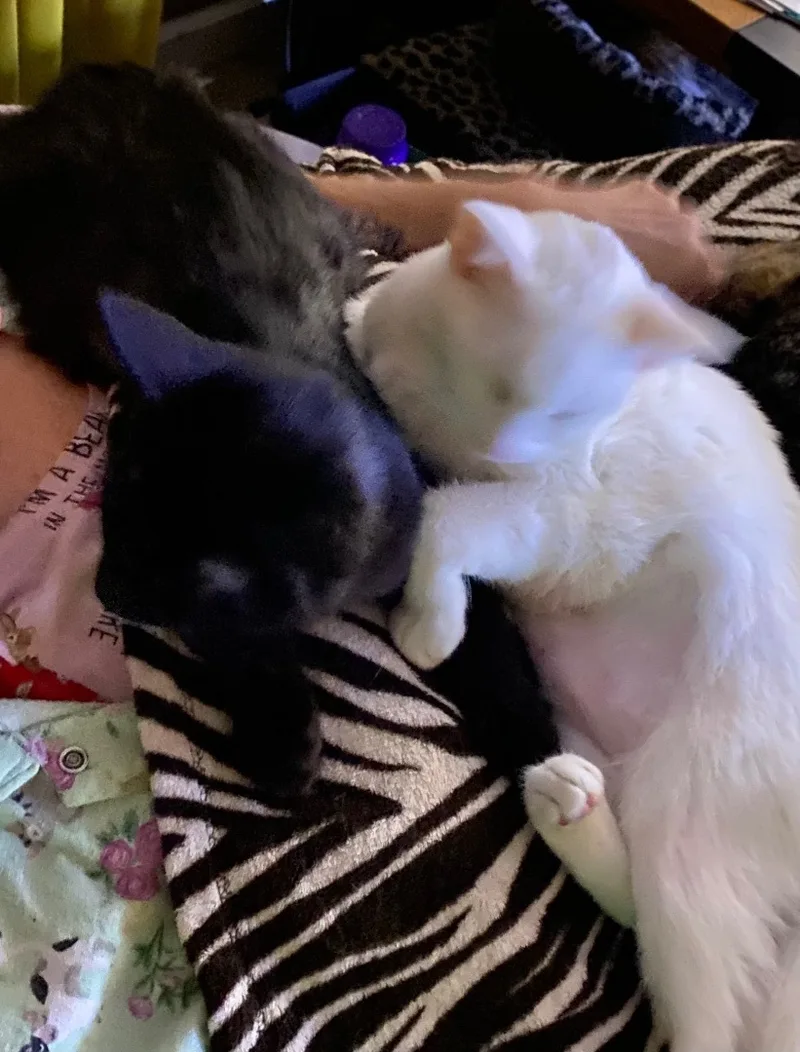 Brownie And Rochelle Indoor thumbnail 3