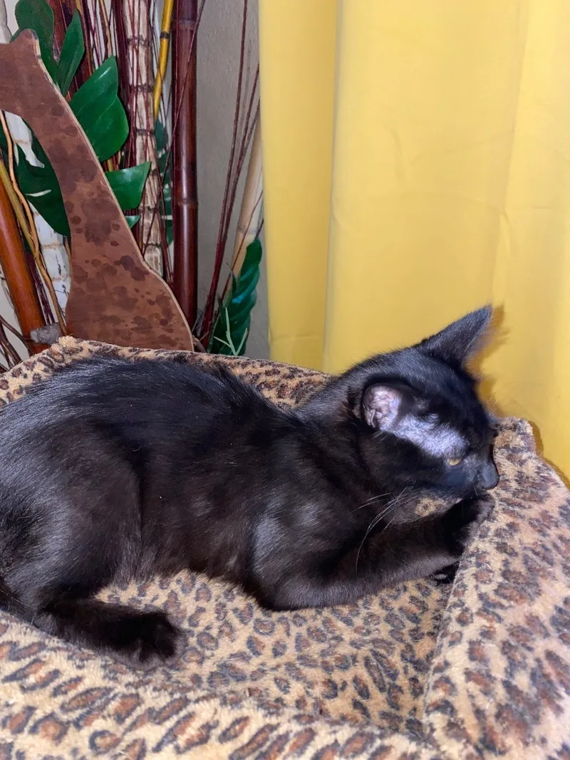 Brownie And Rochelle Indoor thumbnail 5