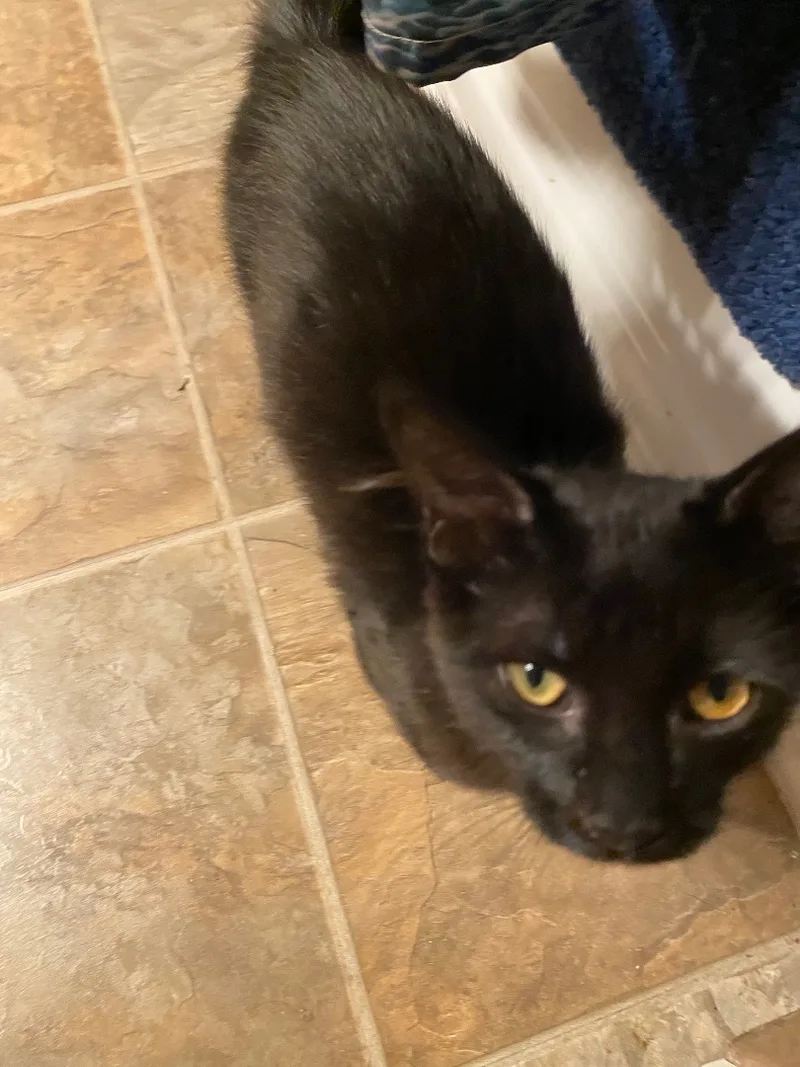 Brownie And Rochelle Indoor thumbnail 6