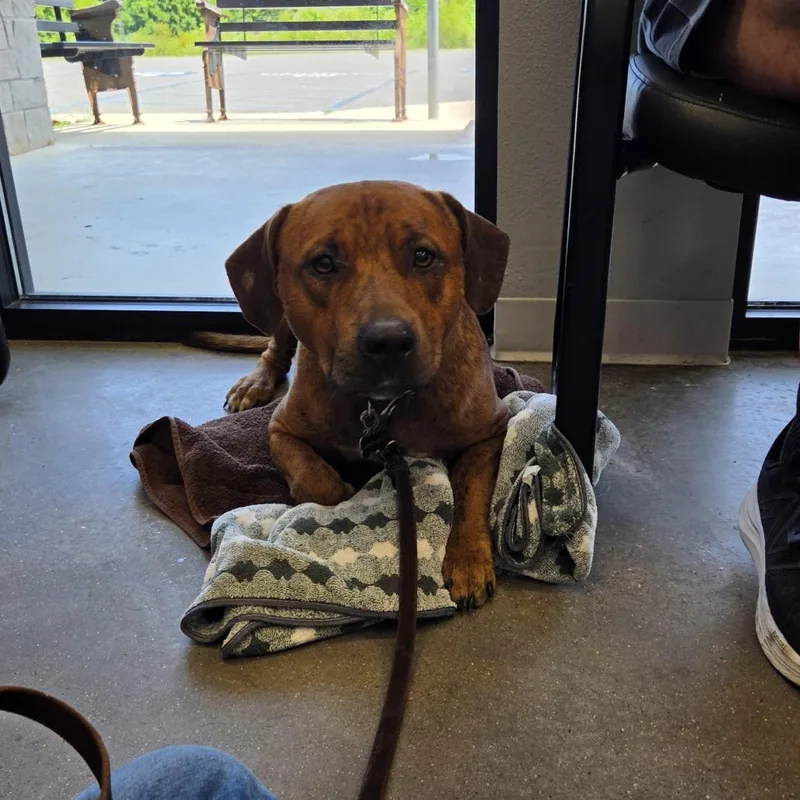 An adult medium-sized male Brown / Chocolate Mountain Cur dog named Brownie for adoption in Marshall, TX
