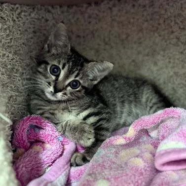 A baby small-sized female Tabby (Gray / Blue / Silver) Domestic Short Hair cat named Landy for adoption in Bishop, GA