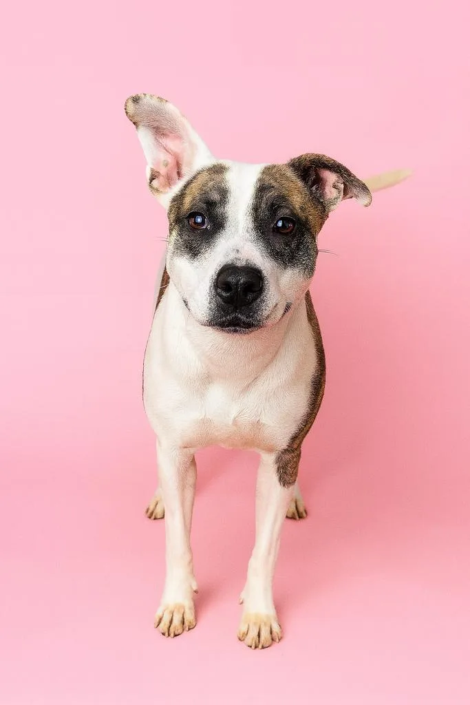 An adult medium-sized female Mixed Breed dog named Track Star for adoption in Florence, SC