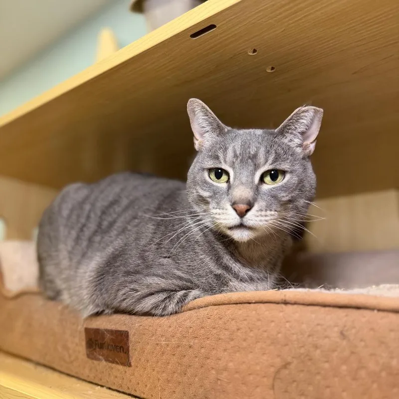 A young small-sized male Domestic Short Hair cat named Perry for adoption in Middle Village, NY