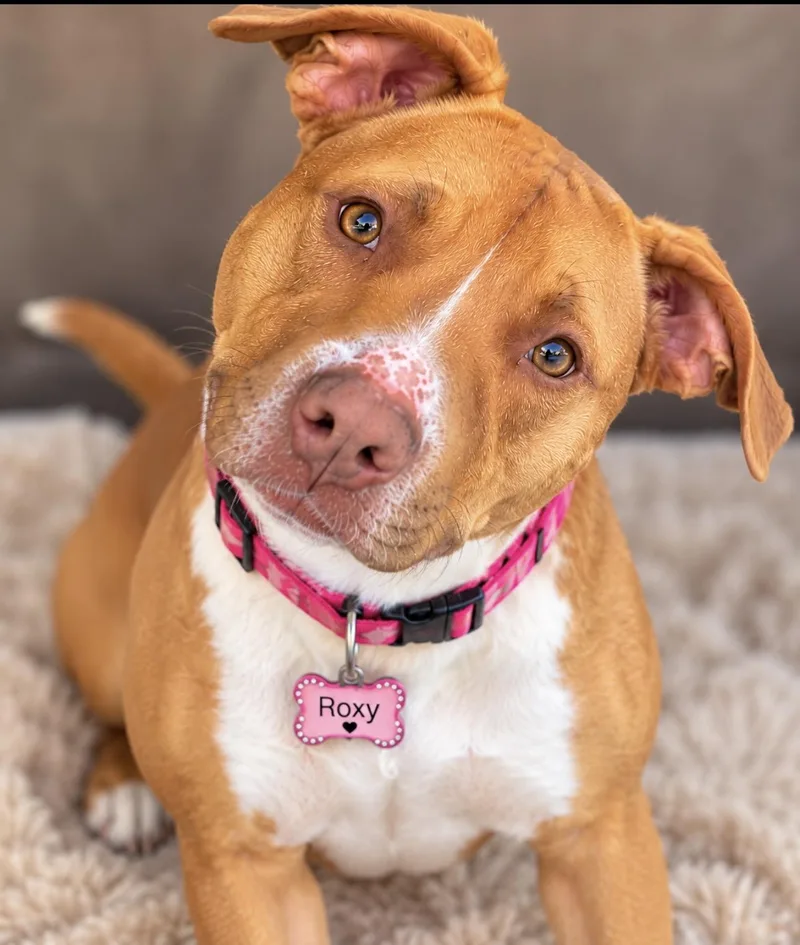 An adult medium-sized female Brown / Chocolate Pit Bull Terrier dog named Roxy for adoption in CUMMING, GA