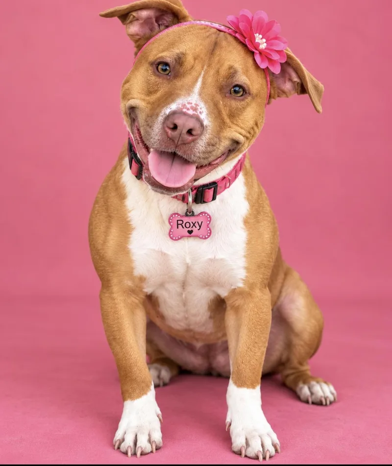 Roxy thumbnail 5