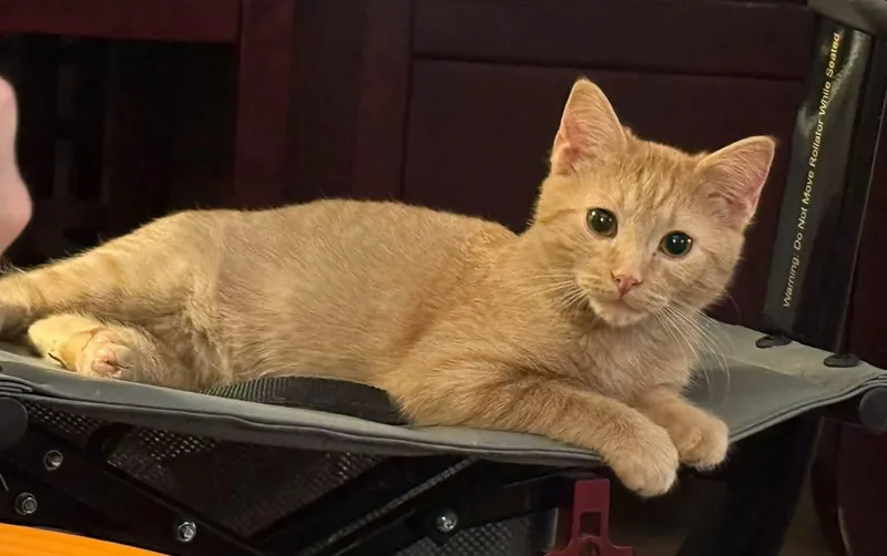 A baby medium-sized female Tabby (Orange / Red) Domestic Short Hair cat named Mosey for adoption in Sioux City, IA