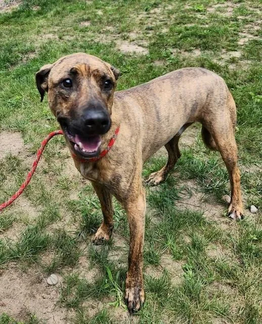 An adult medium-sized male Brindle Dutch Shepherd dog named MacCready for adoption in Prudenville, MI