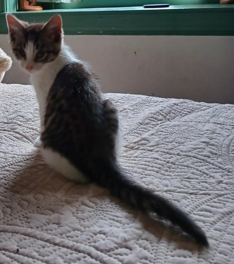 A baby medium-sized male Tabby (Brown / Chocolate) Domestic Short Hair cat named Carl for adoption in Lemoyne, PA